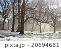 冬の林 20694681