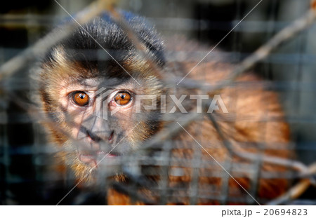 Monkey in the zoo 20694823