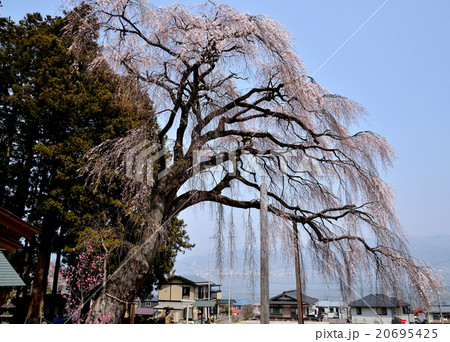 湊・船魂神社の枝垂れ桜 20695425