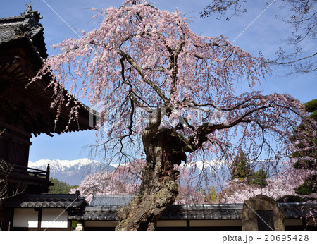 蔵澤寺の枝垂れ桜 蔵澤寺の枝垂れ桜 20695428