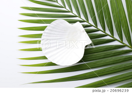 貝殻とヤシの葉 20696239