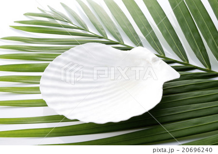 貝殻とヤシの葉 20696240
