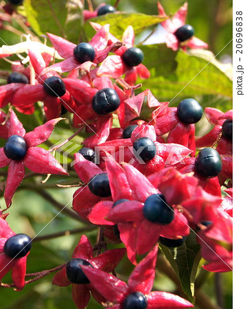 色づくクサギ（臭木） 20696838