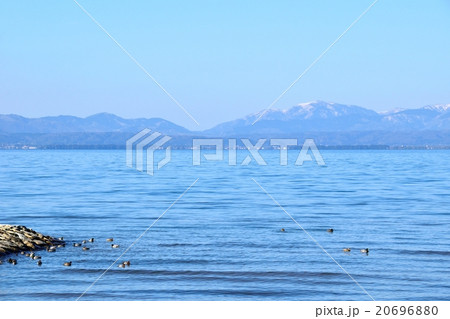琵琶湖で越冬する水鳥と湖北の雪山 琵琶湖で越冬する水鳥と湖北の雪山 20696880