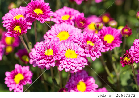 Purple chrysanthemums  in flower garden 20697372