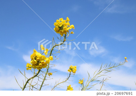 なのはな 20697691