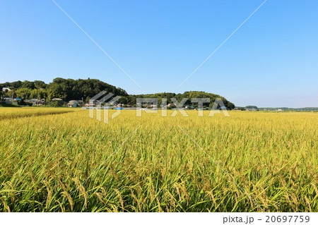 秋 田んぼの稲の写真素材