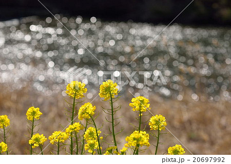 川面の煌めきと黄色い菜の花 20697992