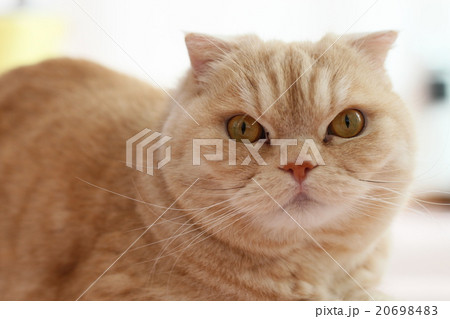 目やにをつけた猫 20698483