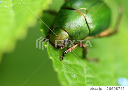 コガネムシ 20698745