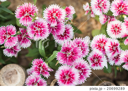 Beautiful pink flower in garden 20699289