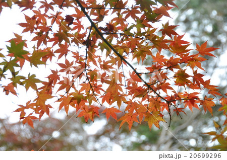 紅葉 20699296