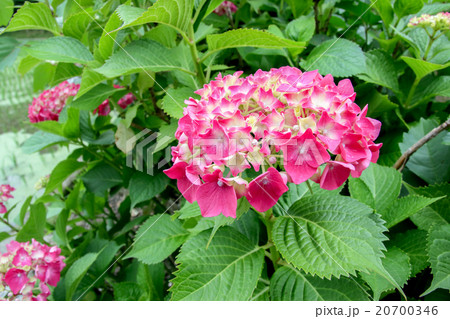 紫陽花 紫陽花 20700346