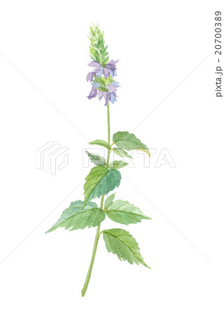 チアの花のイラスト素材 7003