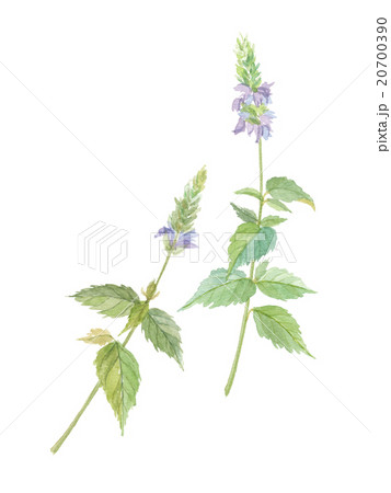 チアの花のイラスト素材