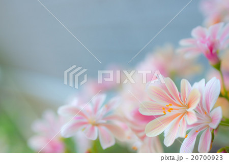 レウィシアの横顔 20700923