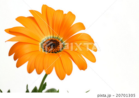 オレンジのディモルフォセカと白背景 20701305