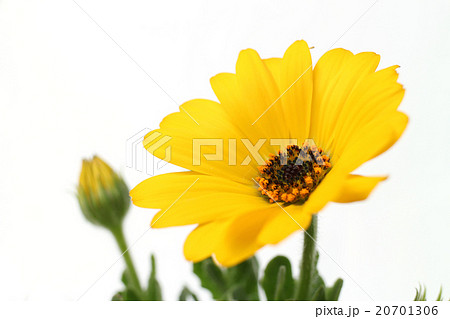 黄色のディモルフォセカと白背景 20701306