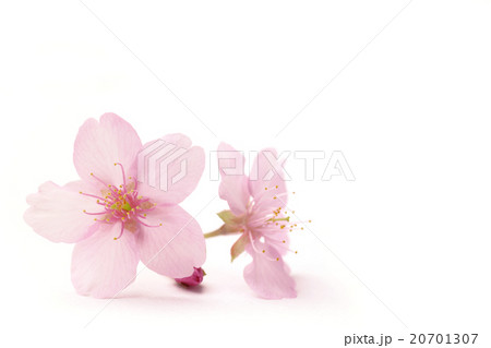 桜の花とコピースペース 20701307
