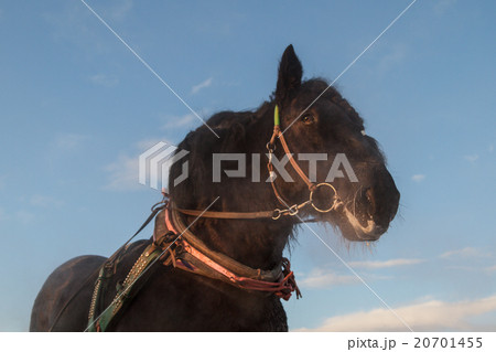 ばんえい　調教 20701455