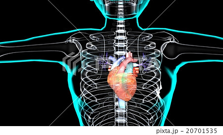 心臓モデルｓサイズ ３ｄ のイラスト素材