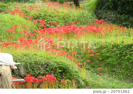 収穫の時 20701862