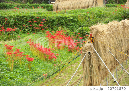 収穫の時 収穫の時 20701870