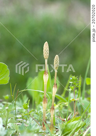 土筆（つくし） 20702020