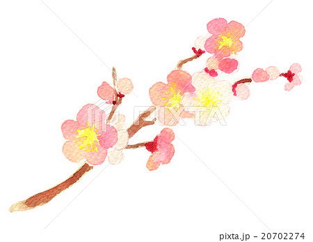 梅の花 水彩のイラスト素材