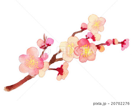 梅の花 水彩のイラスト素材 20702276 Pixta