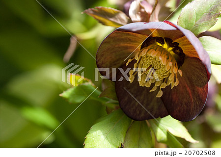 クリスマスローズの花 20702508