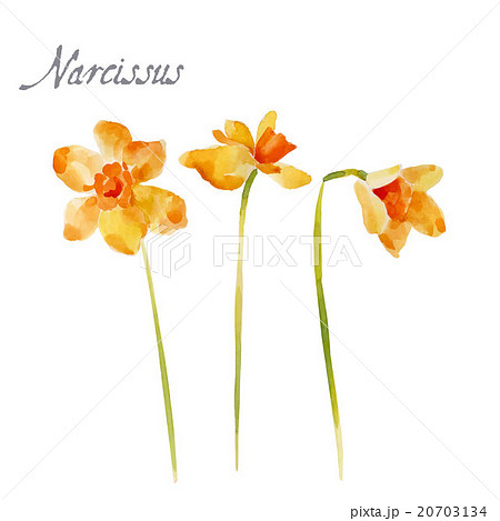 Watercolor illustration isolated on white 20703134