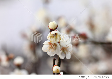朝日を浴びて生き生きと幻想的に浮かび上がった白い花(白梅) 20703255