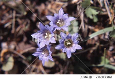 フデリンドウ 20703308