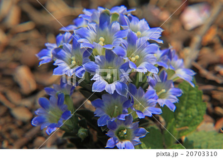 フデリンドウ 20703310