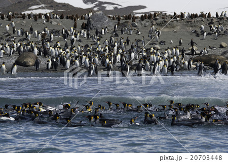 キングペンギン 20703448