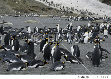 キングペンギン 20703454