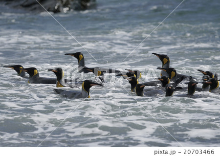 キングペンギン 20703466