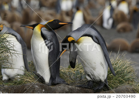 キングペンギン 20703490
