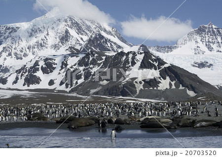 キングペンギン 20703520