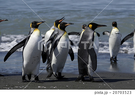 キングペンギン 20703523