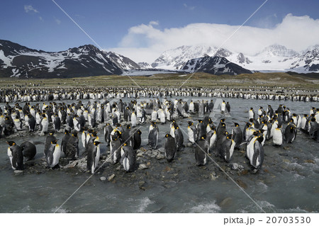 キングペンギン キングペンギン 20703530