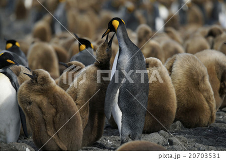 キングペンギン 20703531