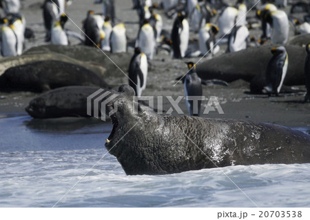 ミナミゾウアザラシ 20703538