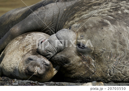ミナミゾウアザラシ 20703550