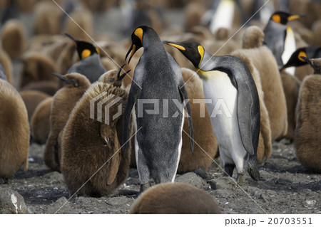キングペンギン 20703551