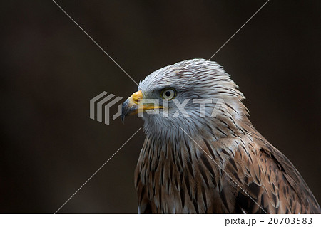 Red kite (Milvus milvus) autumn colours 20703583