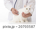 獣医と猫 20703587