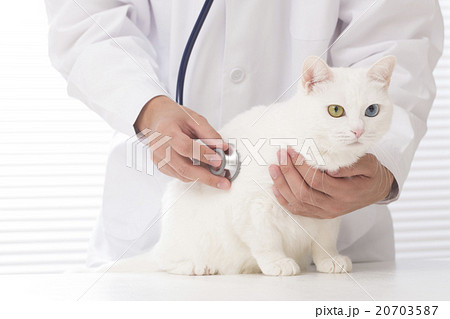 獣医と猫 20703587