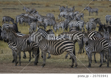 グラントシマウマ グラントシマウマ 20703941